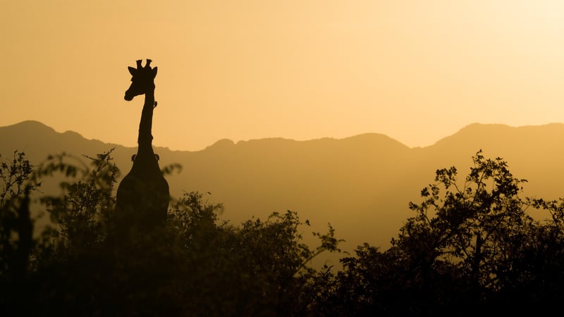 Safari Landscape