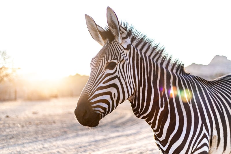 Zebra